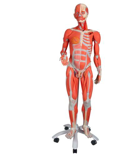 45 Part 3/4 Life-Size Dual Gender Muscle Figure Model